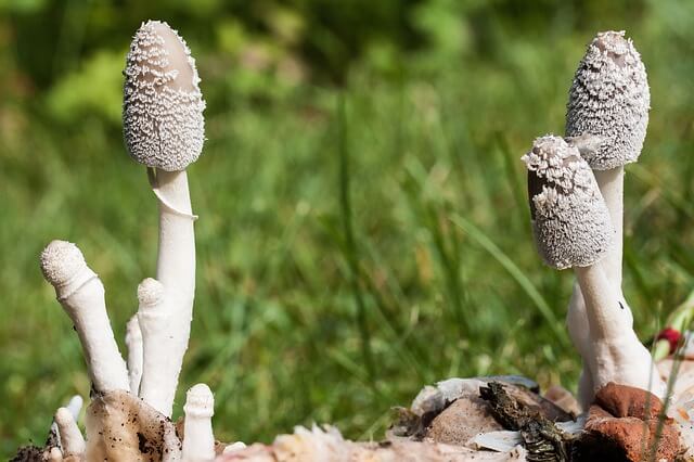 ダイソーの観葉 多肉植物の土は虫 キノコに注意 原因 対策まとめ てんぱのぺこぺこブログ